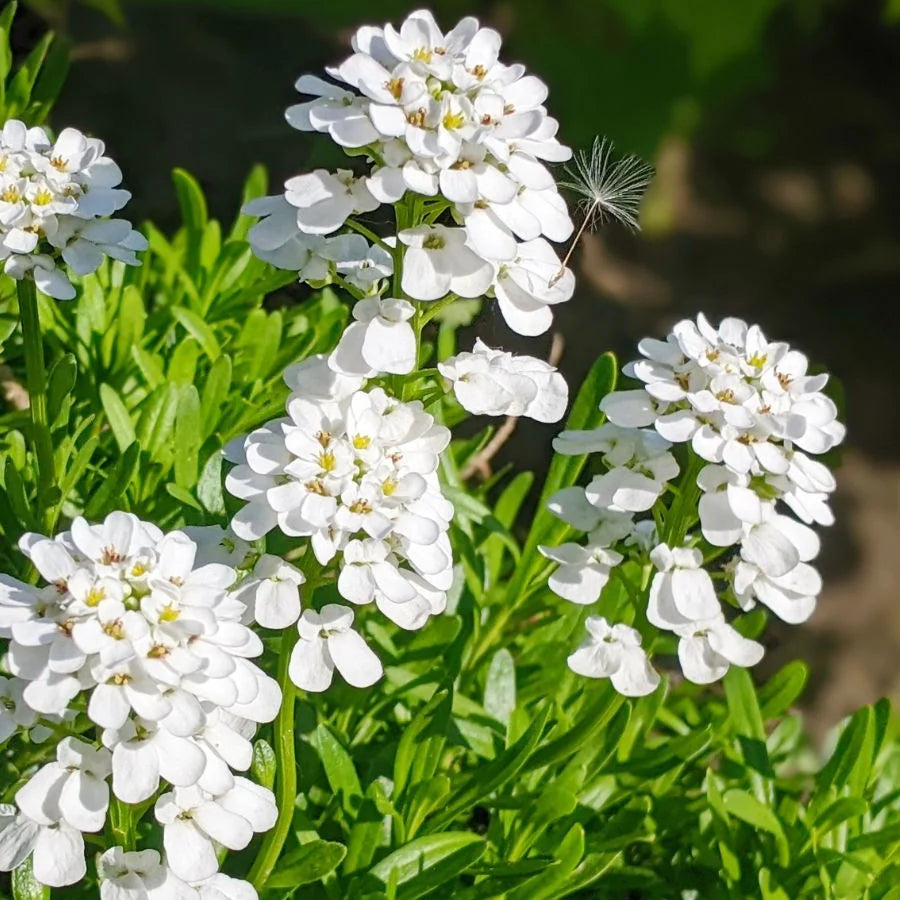 Candytuft Flower Seeds, Iberis umbellata Flower Seeds