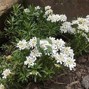 Iberis sempervirens Candytuft Seeds
