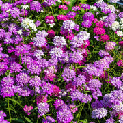 Purple & Pink Mix Candytuft Seeds