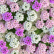 Candytuft Seeds - All In One For Home Gardens