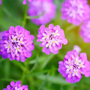 Candytuft Seeds - All In One For Home Gardens