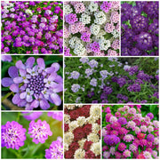 Candytuft Seeds - All In One For Home Gardens