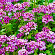 Fairy Candytuft Seeds