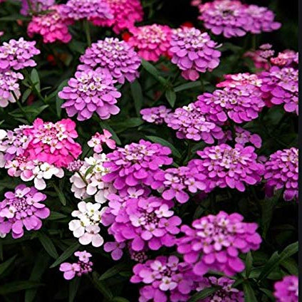 Fairy Candytuft Seeds