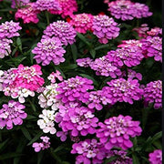Fairy Candytuft Seeds