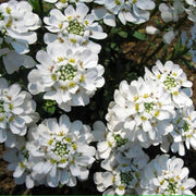 Iberis Candytuft Seeds