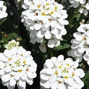 Iberis Candytuft Seeds