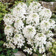 Iberis Candytuft Seeds
