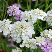 Iberis sempervirens Candytuft Seeds