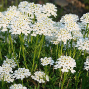 Iberis sempervirens Candytuft Seeds