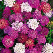 Purple & Pink Mix Candytuft Seeds