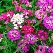 Purple & Pink Mix Candytuft Seeds