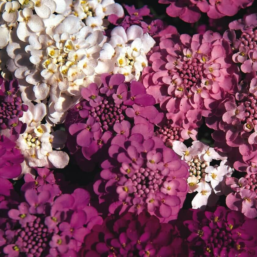Red & White Mix Candytuft Seeds