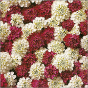 Red & White Mix Candytuft Seeds