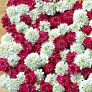 Red & White Mix Candytuft Seeds