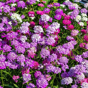 Wildflower Mix Heirloom Candytuft Seeds