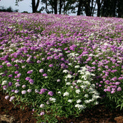 Wildflower Tall Mix Candytuft Seeds