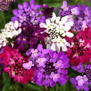 Wildflower Mix Heirloom Candytuft Seeds