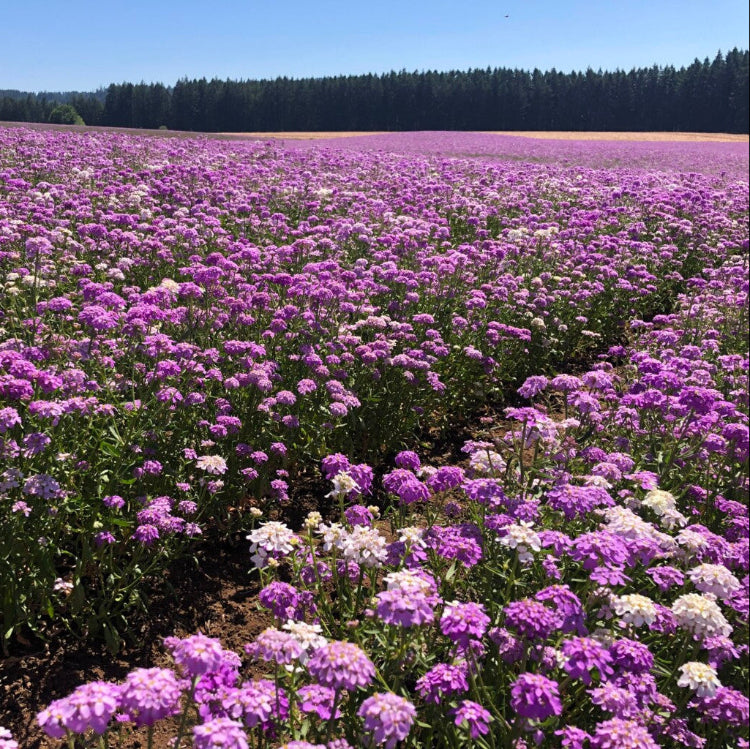 Wildflower Tall Mix Candytuft Seeds