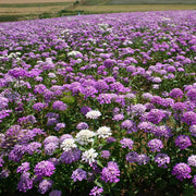 Wildflower Tall Mix Candytuft Seeds