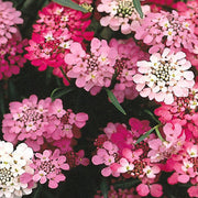 Red & White Mix Candytuft iberis Seeds