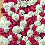 Red & White Mix Candytuft iberis Seeds