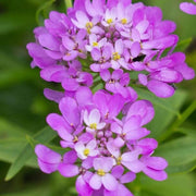 Violet Candytuft iberis Seeds