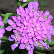 Violet Candytuft iberis Seeds