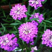 Violet Candytuft iberis Seeds