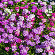 Fairyland Mix Candytuft ibris Seeds