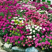 Fairyland Mix Candytuft ibris Seeds