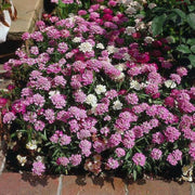 Fairyland Mix Candytuft ibris Seeds