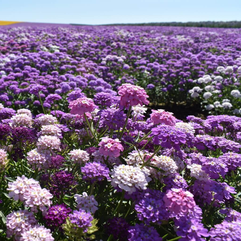 Fairyland Mix Candytuft ibris Seeds