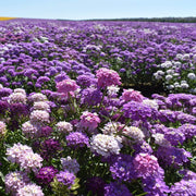 Fairyland Mix Candytuft ibris Seeds