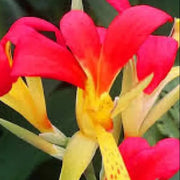 Canna Brasiliensis Seeds, Tropical Red Canna