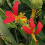 Canna Brasiliensis Seeds, Tropical Red Canna