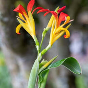 Canna Brasiliensis Seeds, Tropical Red Canna