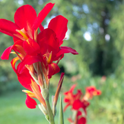Red Canna Lily Seeds