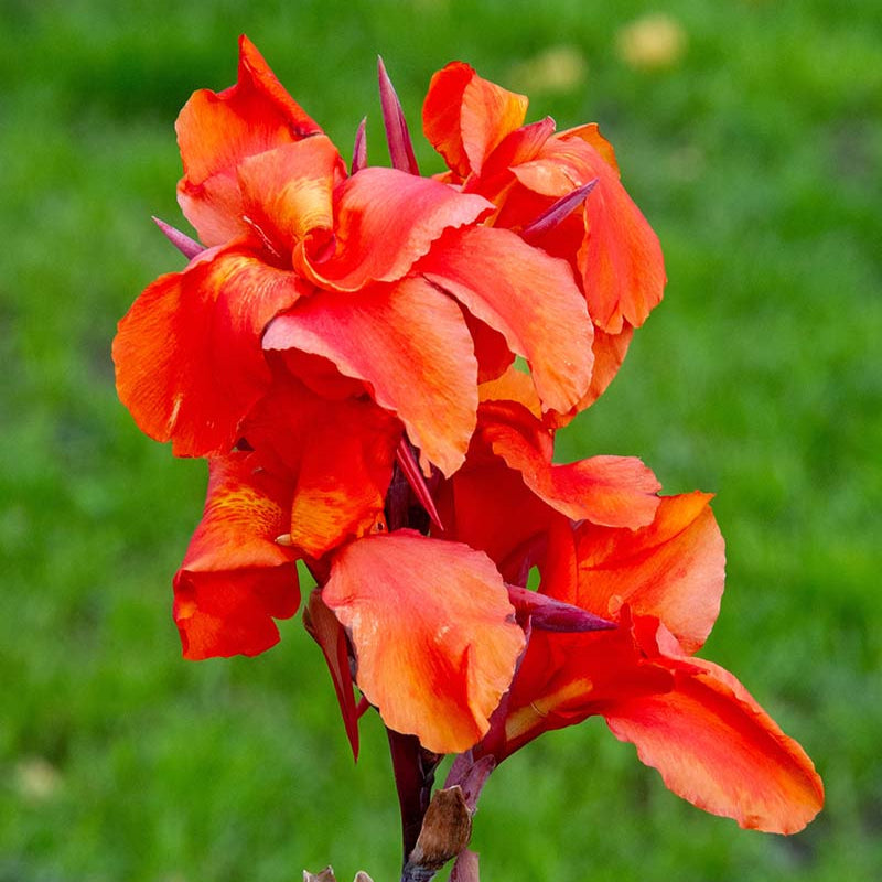 Red Canna Lily Seeds