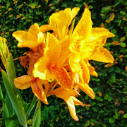 Yellow Canna Lily Seeds