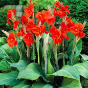 Tropical Perennial Canna Lily Seeds