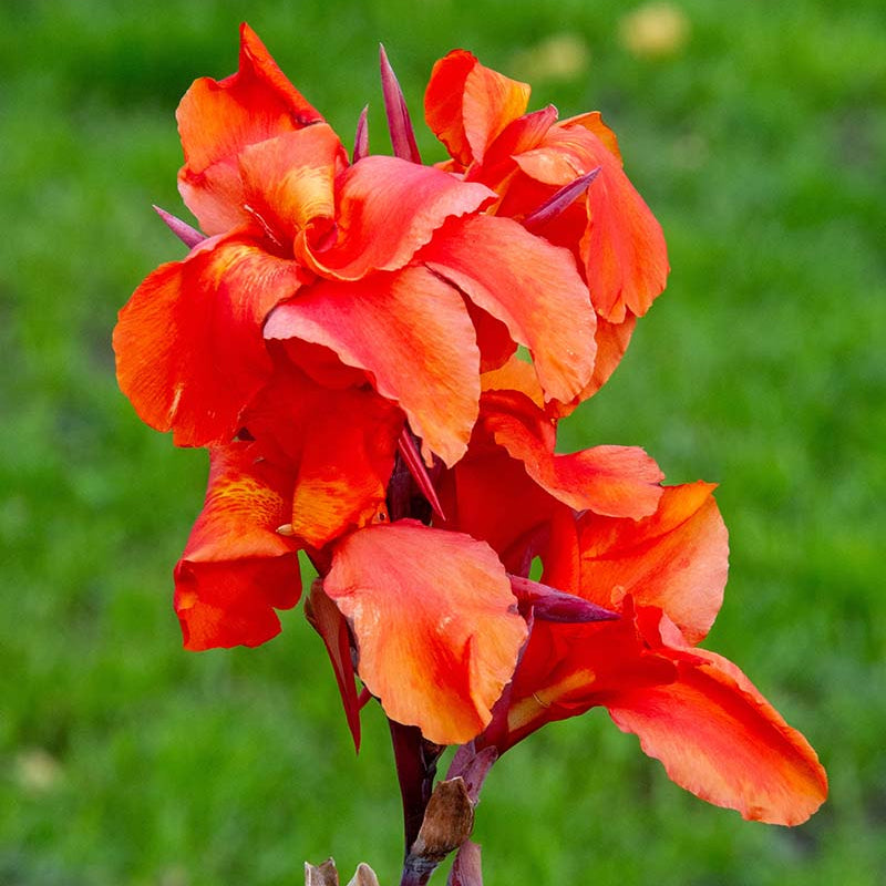 Tropical Perennial Canna Lily Seeds