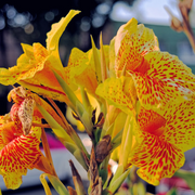 Yellow Canna Lily Seeds