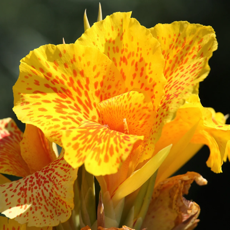 Yellow Canna Lily Seeds