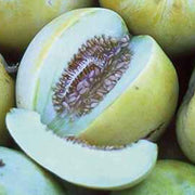 Blue Cantaloupe Seeds