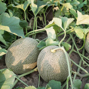 Cantaloupe Seeds - All In One For Home Gardens