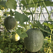 Cantaloupe Seeds - All In One For Home Gardens