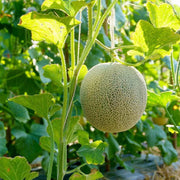Cantaloupe Seeds - All In One For Home Gardens