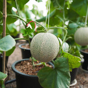 Cantaloupe Seeds - All In One For Home Gardens