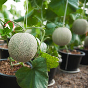 Sweet Seeds, Cucumis melo Fruit Seeds